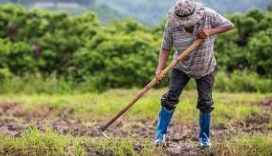 Los Campesino son apoyados en Pereira