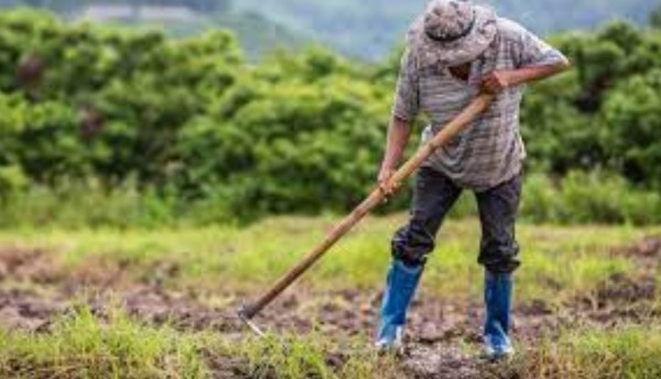 Los Campesino son apoyados en Pereira