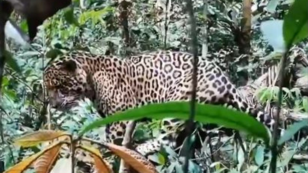 Imagen de Impactante avistamiento de jaguar en la selva del Amazonas colombiano