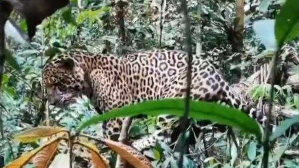 Impactante avistamiento de jaguar en la selva del Amazonas colombiano