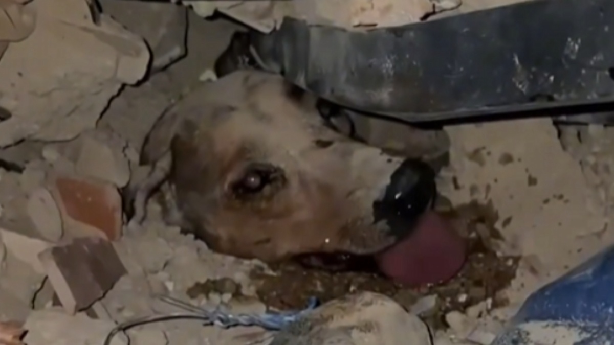 Rescatistas salvan a mascotas atrapadas tras el terremoto en Venezuela