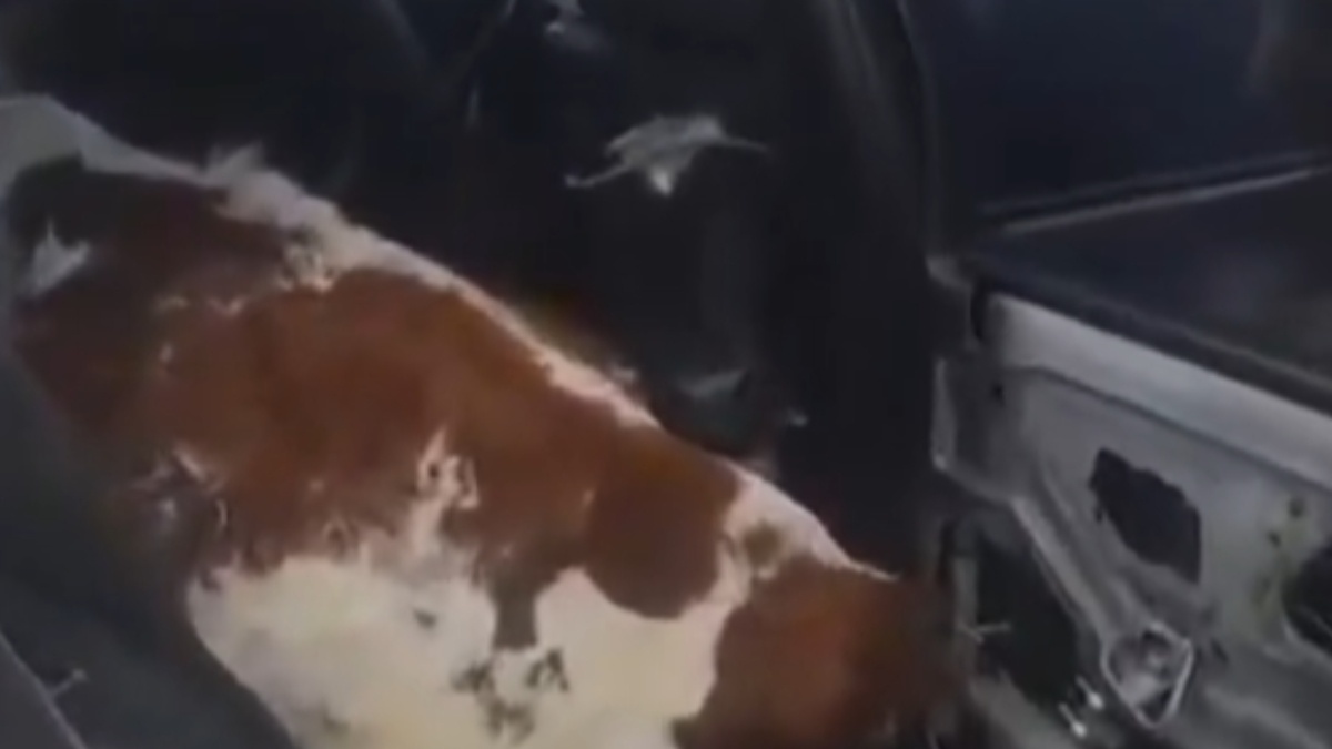 Dos vacas fueron captadas viajando en la parte trasera de un carro particular en Boyacá