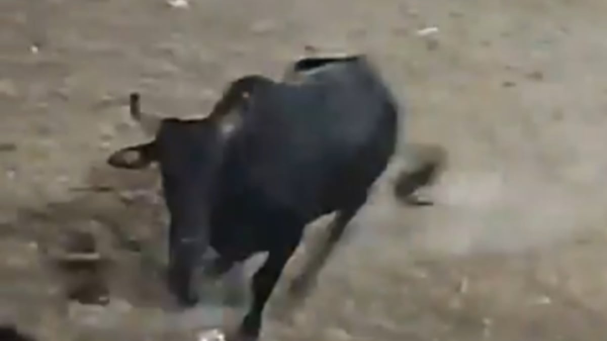Toro salta a las gradas en pleno evento taurino en Coyaima y deja varios heridos