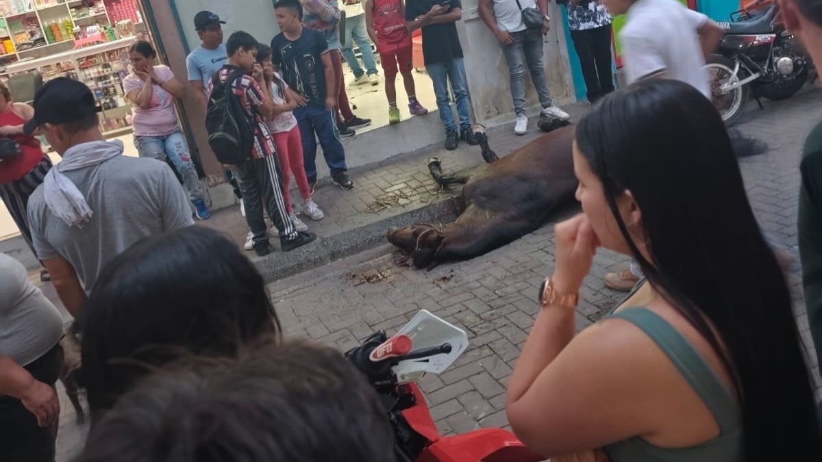 Murió un caballo en plena vía pública durante una de las constantes cabalgatas autorizadas en Santua