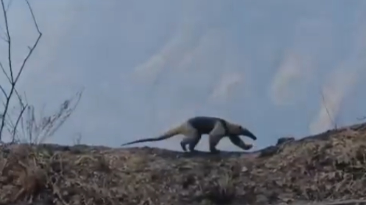La dolorosa imagen de un oso hormiguero huyendo del fuego en el cañón del Juanambú