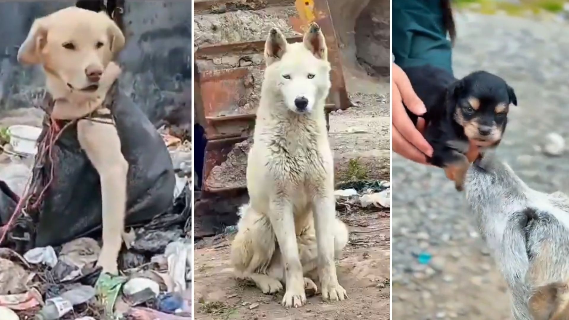 Indignación en Ipiales tras la localización de perros amarrados en sacos dentro del basurero