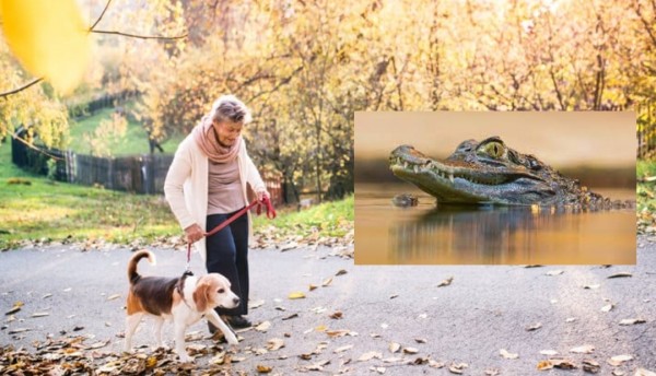 Abuelita sobrevive después de ser atacada por un caimán