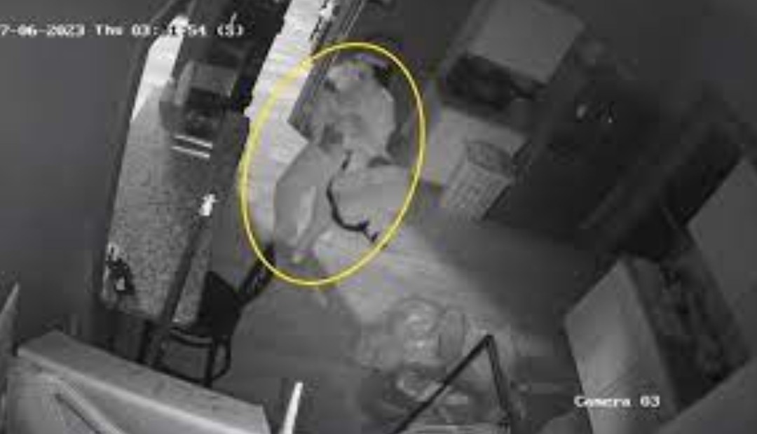 Hombre se disfrazó de conejo para robar un establecimiento