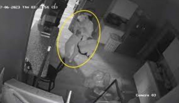 Hombre se disfrazó de conejo para robar un establecimiento