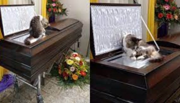 La gata que no se separó de su dueño ni en la muerte