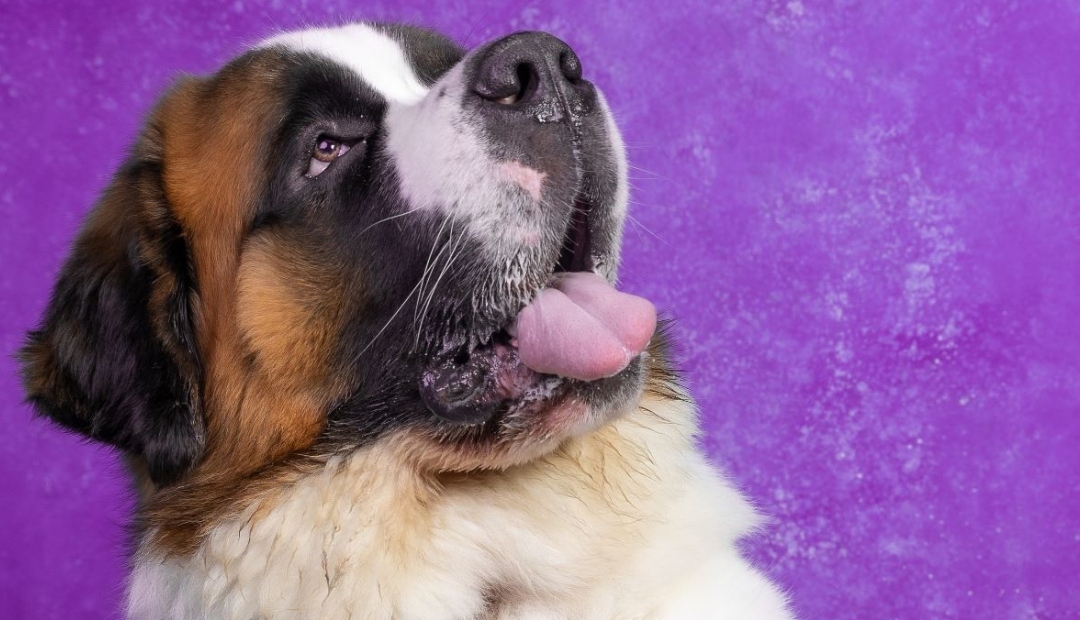 Día internacional del perro