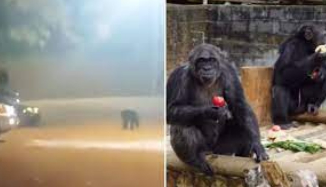 Pereira de luto por el asesinato de Pancho y Chita 