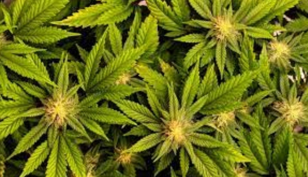 Así buscarán que el cannabis de uso adulto sea regularizado en Colombia