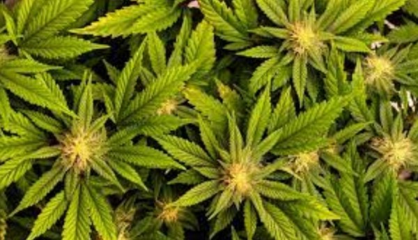 Así buscarán que el cannabis de uso adulto sea regularizado en Colombia