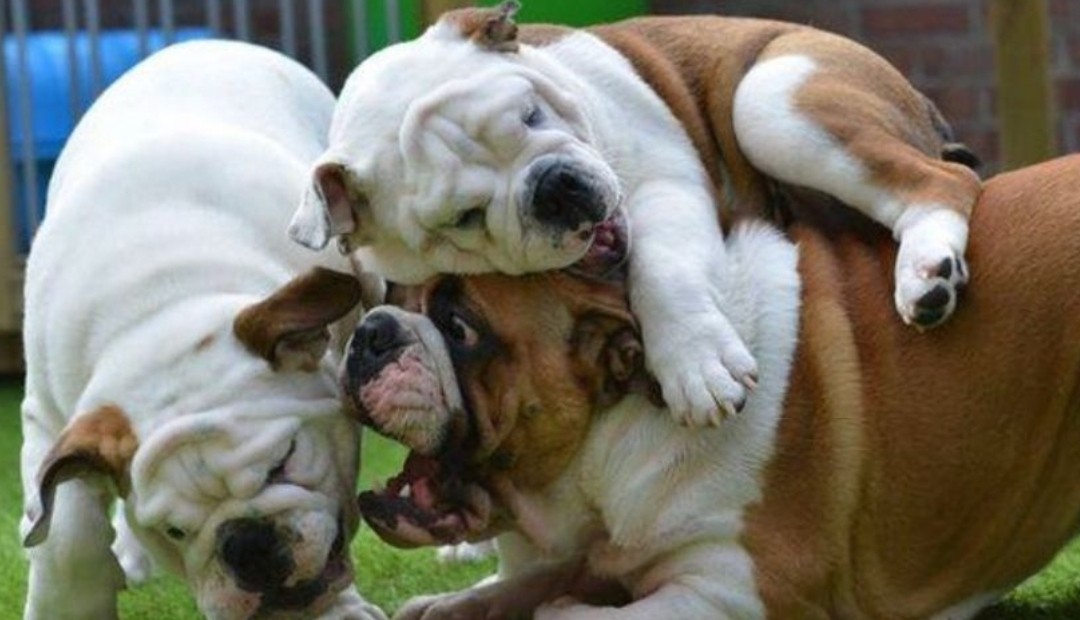 Claves para cuidar integralmente a las mascotas