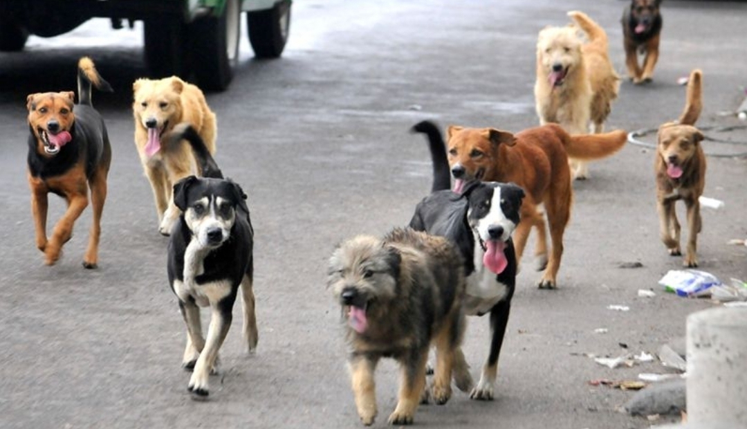 Día Internacional del Perro Callejero, 27 de julio