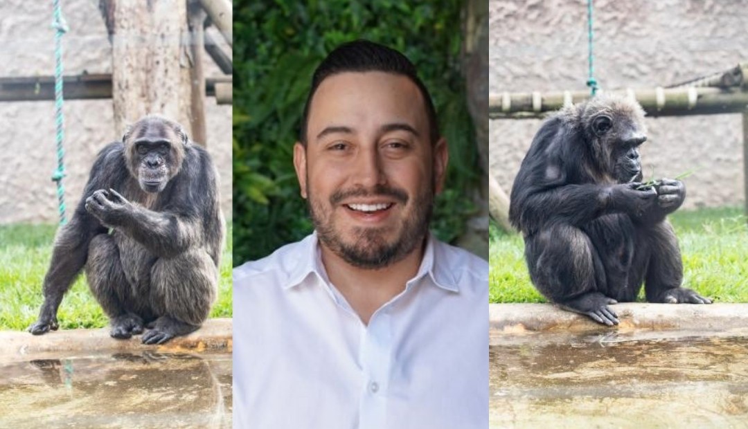 Sobre los chimpancés, “con el dolor no se hace politiquería, no se incita al odio” Juan Diego Patiño