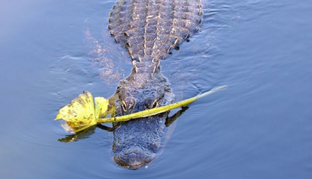 Cocodrilo mató a un futbolista que se bañaba en un río