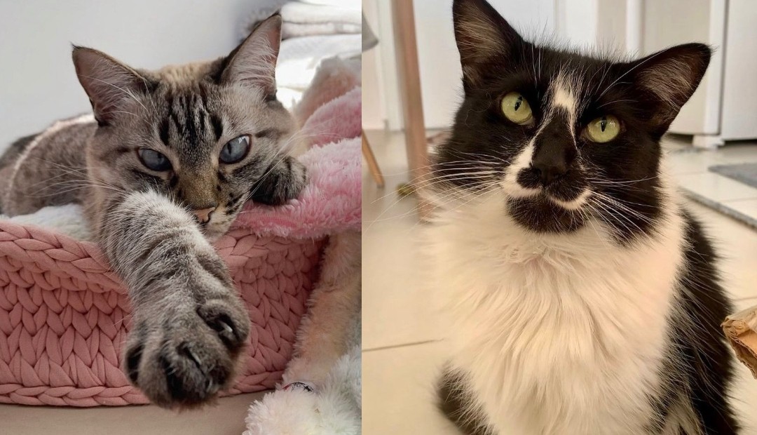 Celebremos el Día Internacional del Gato