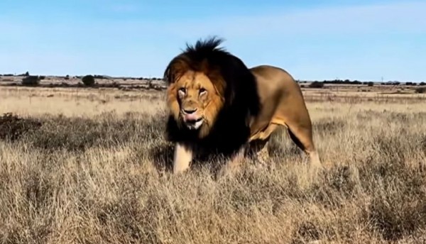 Día Mundial del León, un llamado a la conservación de los Reyes de la Selva