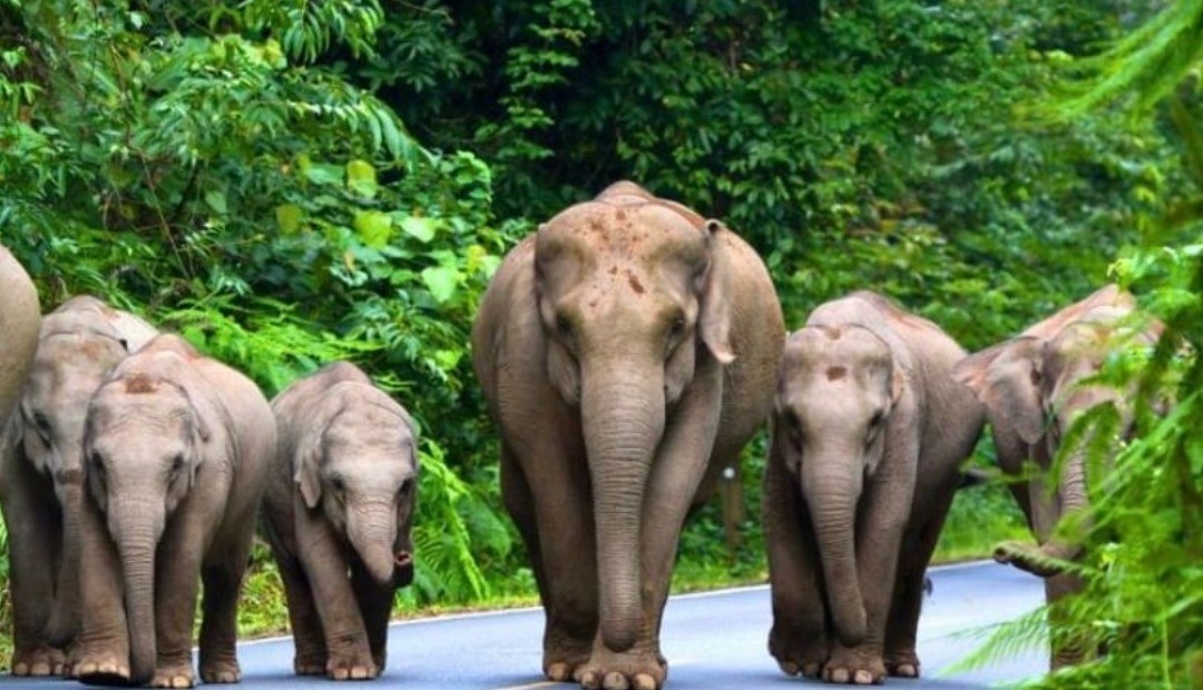 Día Mundial del Elefante, celebrando la grandeza y la importancia de estos majestuosos gigantes
