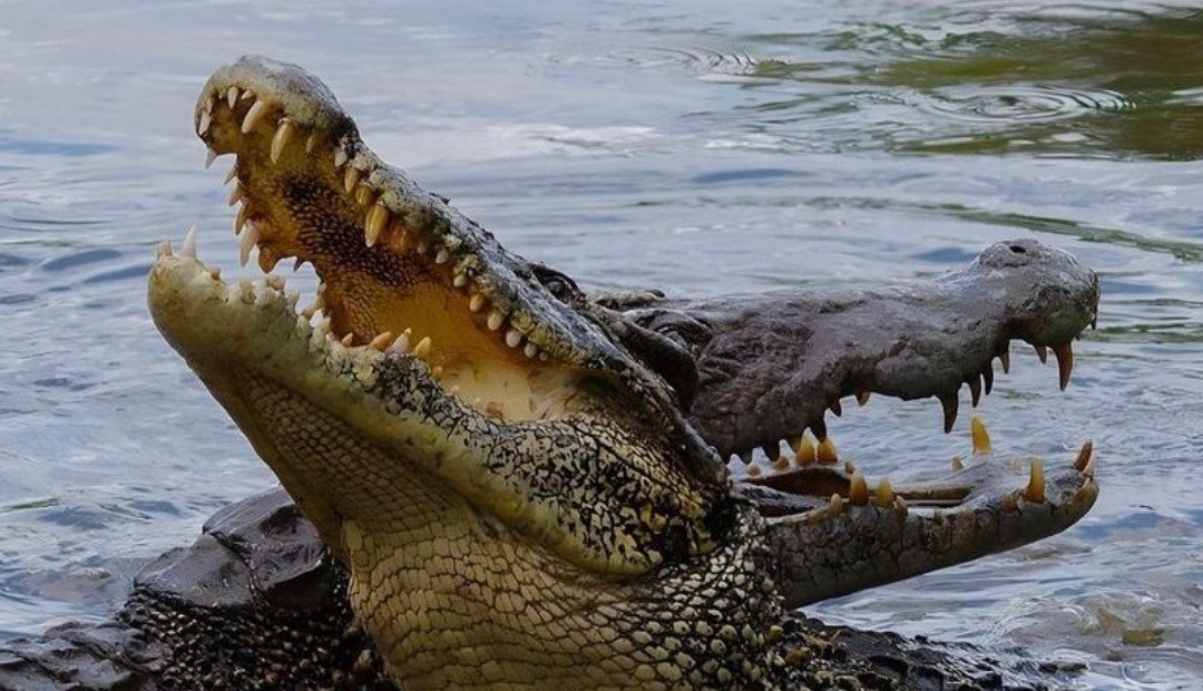 Cocodrilos vivían debajo del suelo de una casa 