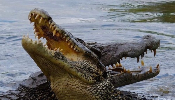 Cocodrilos vivían debajo del suelo de una casa 