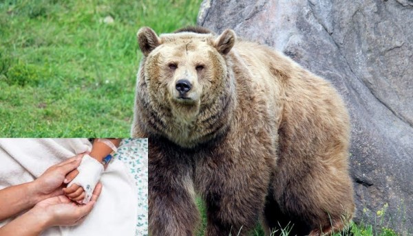 Oso pardo que atacó a un niño