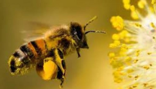 La Secretaría de Desarrollo Rural toma acción en el caso de envenenamiento masivo de abejas