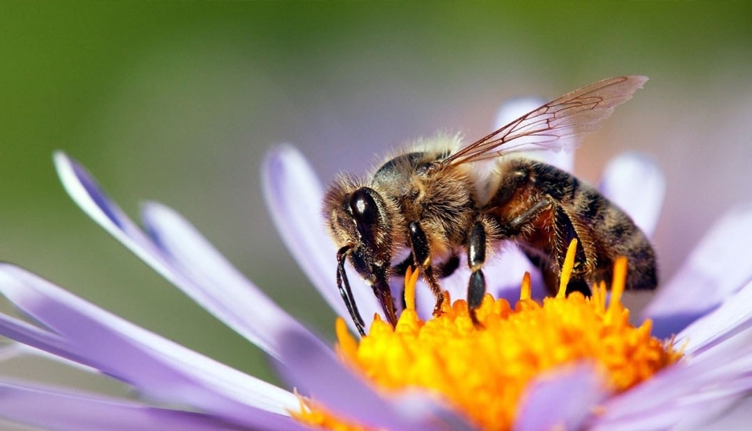 Intoxicación masiva de abejas en La Bella, el Gobierno actúa para proteger biodiversidad