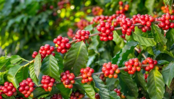 Un ejemplo de apoyo al producto local desde el Gobierno de Pereira