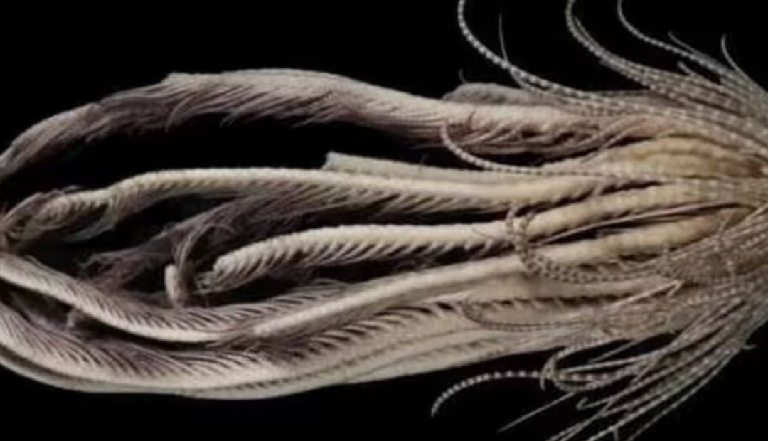 Nueva especie descubierta en la Antártida