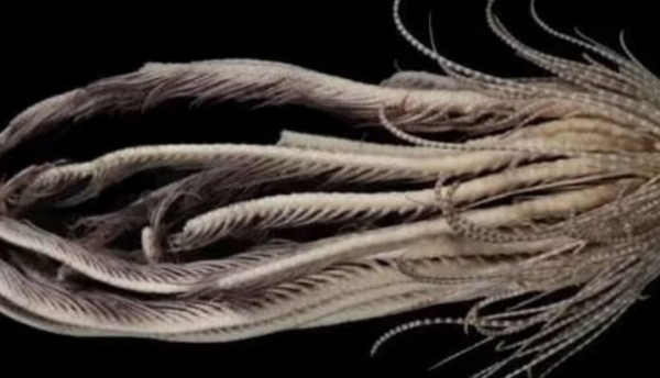 Nueva especie descubierta en la Antártida