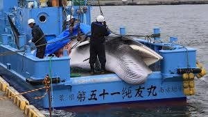 Islandia autoriza la reanudación de la caza de ballenas