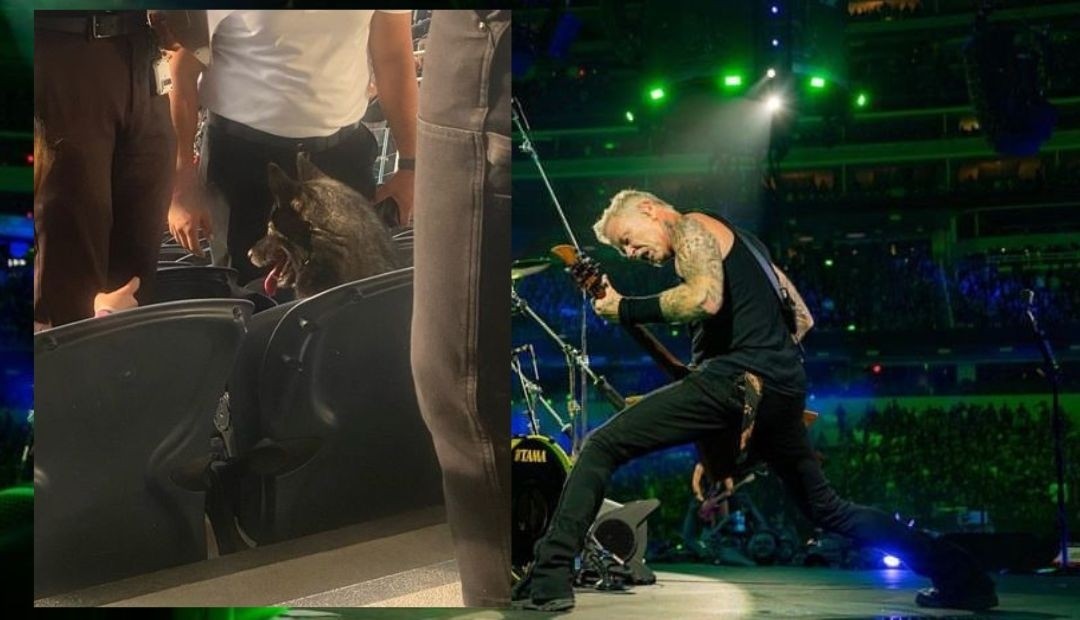Perrita irrumpe en un concierto de 'Metallica' y roba el corazón de los fans