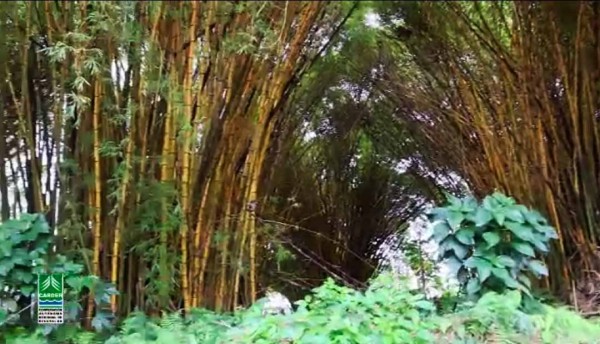 Denuncia de guaduales en mal estado en Campestre B