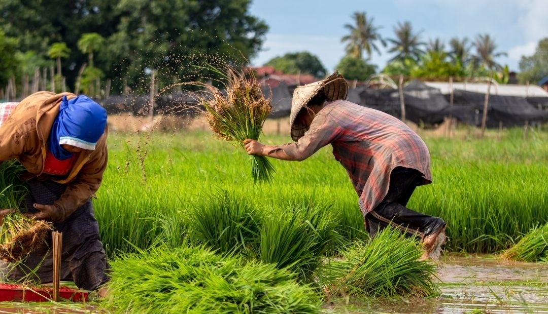 Triste Imagen, campesino de Antioquia regaló su cosecha de yuca por falta de compradores