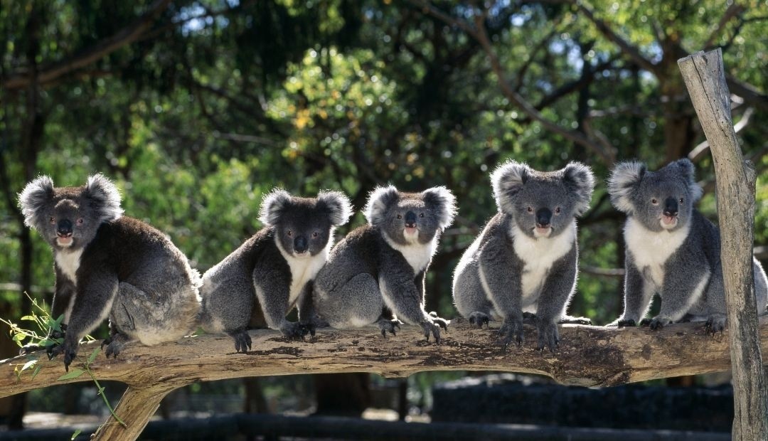 Australia prohíbe la tala de árboles para salvaguardar a los Koalas