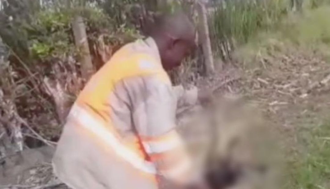 Judicializado hombre que le habría causado la muerte a un oso hormiguero en zona rural del Valle del Cauca