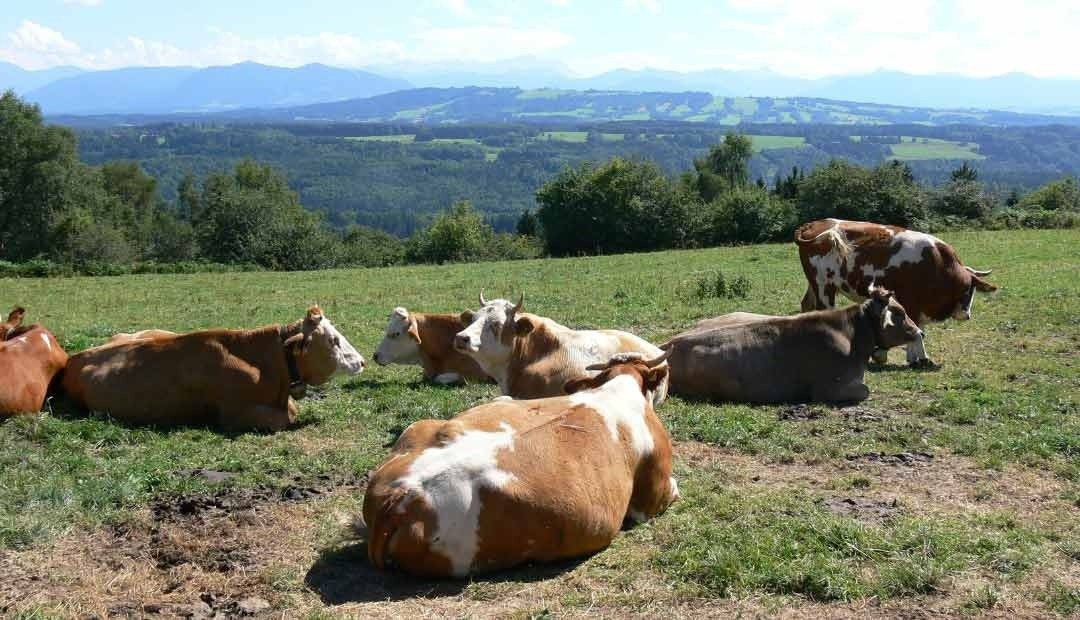  Finca El Triunfo de Morelia agradece apoyo de la Alcaldía de Pereira en el área rural