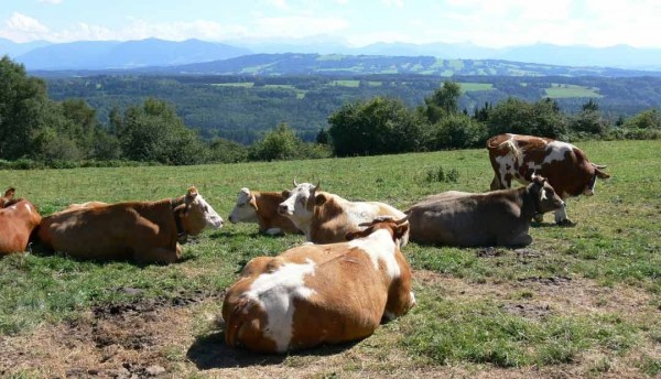  Finca El Triunfo de Morelia agradece apoyo de la Alcaldía de Pereira en el área rural