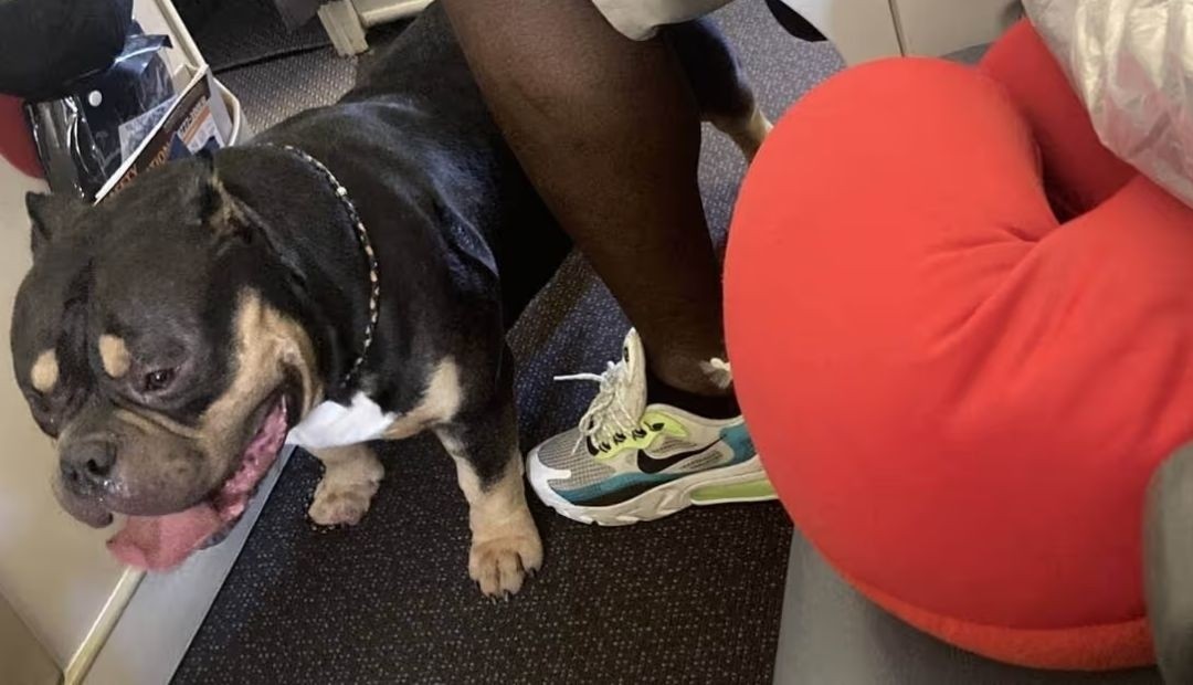 Pasajeros exigen reembolso después de viajar con un perro flatulento en cabina