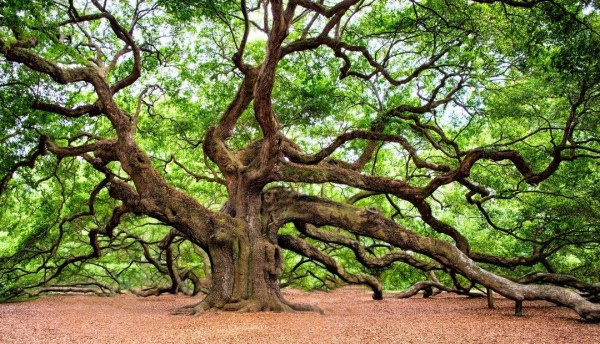 De esta forma la Secretaría Rural cuida las zonas verdes y los arboles de la ciudad