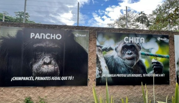 Judicializado empleado del Bioparque de Pereira que habría permitido el escape de los Chimpancés