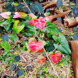 Imagen en miniatura de la galería